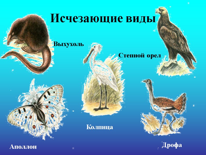 Исчезающие виды Выхухоль  Аполлон  Колпица  Дрофа  Степной орел